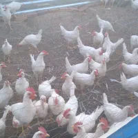 جوجه مرغ نژاد راس