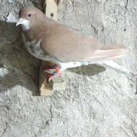 یک جفت شهری زرد و جفت زرد پلاکی