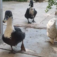 اردک