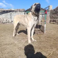 واگذاری ماده کانگال ۱۱ماهه