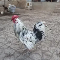 سه عدد خروس گلین لری،جنگلی و پنگوئنی