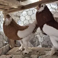 یه جفت بادکنکی اصیل
