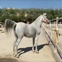 فروش شکم مادیون کارون داغ۲