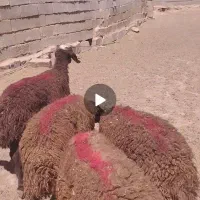 بره ماده میش