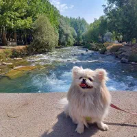 جفت گیری پامرخرسی باپامرنر