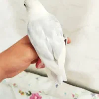 ‌طوطی برزیلی دستی