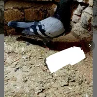 سرح