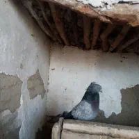 کفتر|پرنده|ارومیه, |دیوار