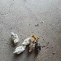 جوجه جاپنیز