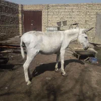 الاغ نرعقیم شده چاق وگله گرد