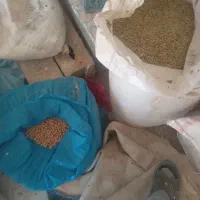 ۶۰۰کیلوعدس درشت سبز بفروش میرسد