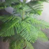 کاج مطبق آپارتمانی
