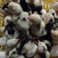 جوجه گلین و برهما