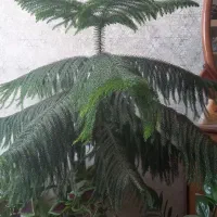 کاج مطبق
