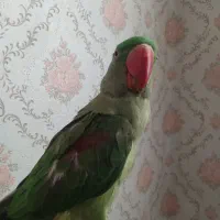 شاه طوطی سره عروس هلندی
