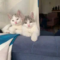 ۲ برادر وابسته به هم نژاد دی اس اچ  ۶ ماهه