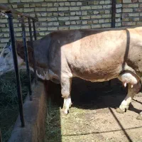 گاو مور سمینتال ۲۵ روزه دوباره تلقیع شده