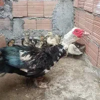 اوردک خارجی نر