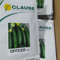 بذر خیارآفیسر