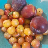اجاره-مغازه-برای-حراجی-میوه