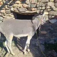 الاغ خر جوان
