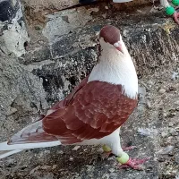 کفتر