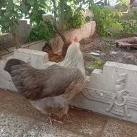مرغ تخمگذار