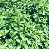 نعنا درجه یک برای خشک کردن