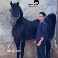 اسب خرید و فروش