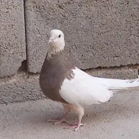 کبوتر