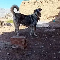 ماده عراقی توله کلاش معروف خوی