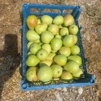 گلابی ارگانیک
