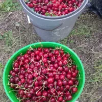 گیلاس گوشتی  ۴یا ۵ جعبه تو درخته نکندیم میکنیم