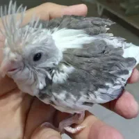 عروس هلندی فنچ مرغ عشق طوطی ملنگو طوطی برزیلی