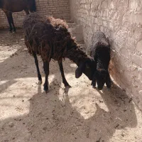 بره ماده بابرش