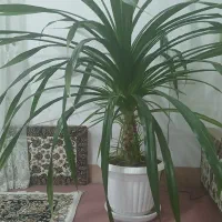 گل خانگی زیبا