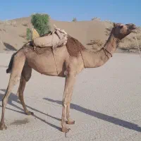 شتر خوب جوان سرحال