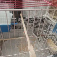 فنچ