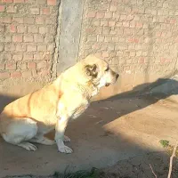 دوتا سگ سرابی اصل