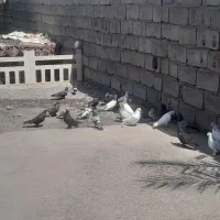 کفتر