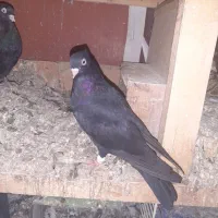 چند جفت زاغ ابادانی سیاه