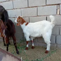 بز و بزغاله و بوقلمون