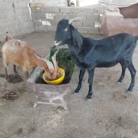 دو تا بز یکی نر یکی ماده شیشک