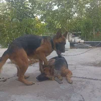 سگ ژرمن اصیل شناسنامه دار زیر قیمت