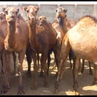 شتر|حیوانات مزرعه|نهبندان, |دیوار