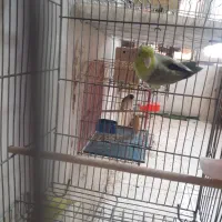 پرتلت نرپاید کارداده به شرط
