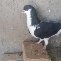 تعداد ۱۲عدد کبوتر شلاقی به شرط فیلم پرش موجود