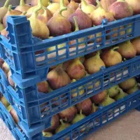 انجیر سیاه