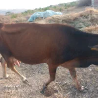 فروش گاو شیری