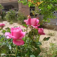 آپارتمان شهرک فرهنگیان ، ارتش